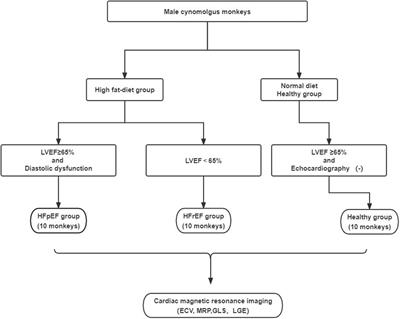 Imaging characterization of myocardial function, fibrosis, and perfusion in a nonhuman primate model with heart failure-like features